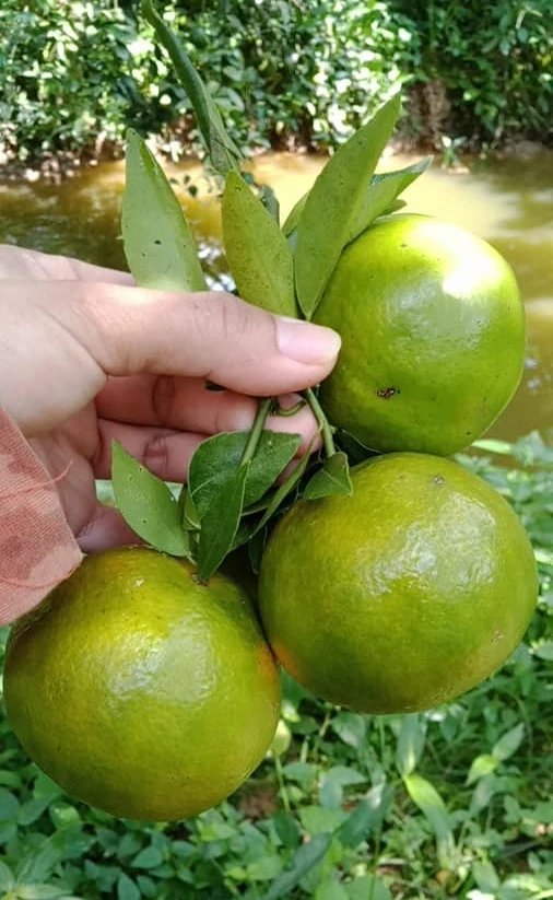 High Quality Green tangerine fruit- Best Quality Good Taste Fresh Fruit Green tangerin Newest crop Natural sweet taste