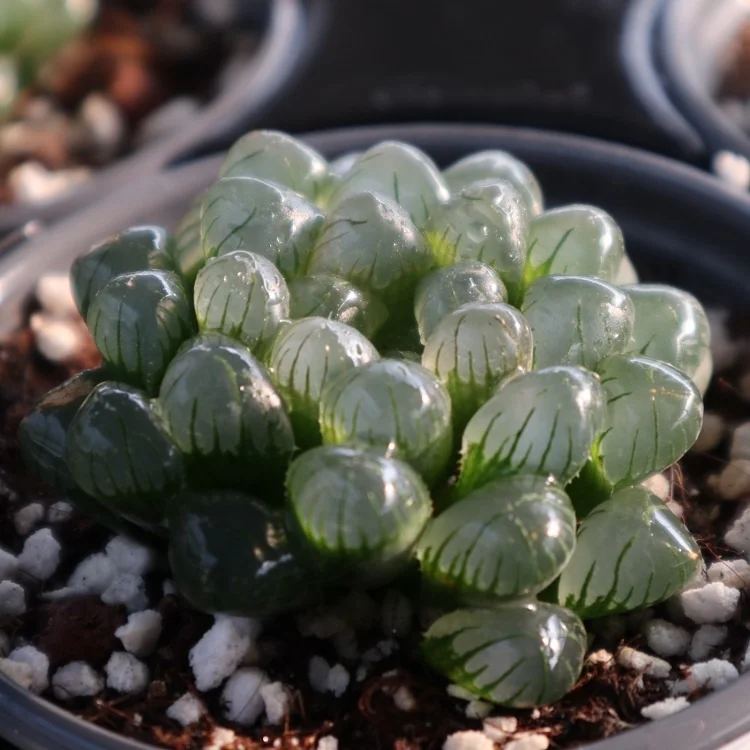 
succulents wholesale rare korean live plants indoor haworthia succulent 