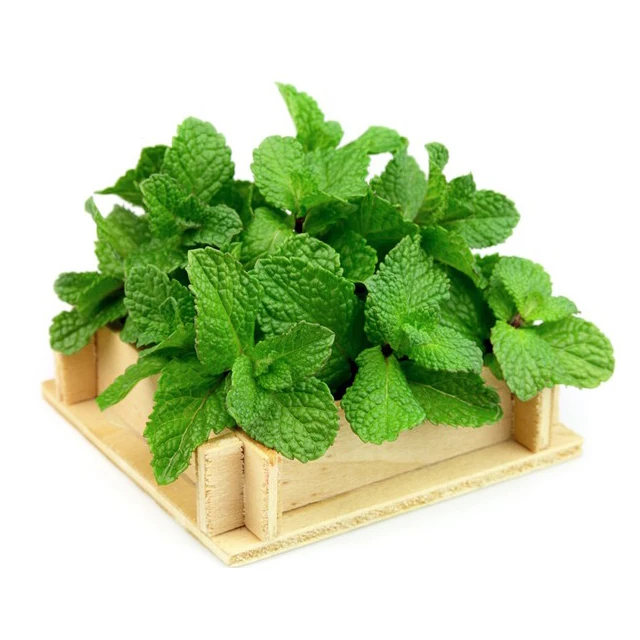 Mint leaves for Export / Fast delivery and Quick response / Wholesale from Vietnam