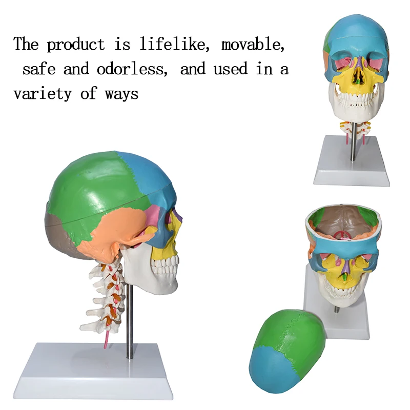 color skull with cervical spine human skeleton model skull  Anatomical 1:1 Colorful Human Skull Model With Cervical Vertebra
