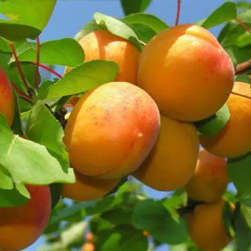 
Top Quality Fresh Apricot, Organic Fresh Apricot, Fresh Apricot Fruit Supplier 