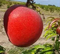 Miyazaki манго в наличии...