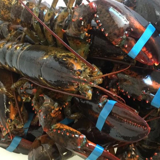 Live Turkey Lobsters / Frozen Lobster Tails