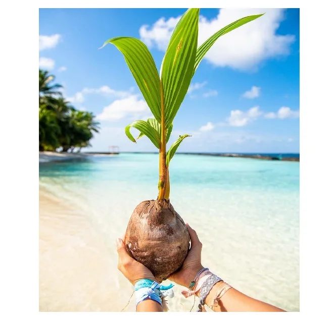  Лидер продаж во Вьетнаме высокое качество различные кокосовые рассады фруктов/зеленые сиамские кокосового дерева-мисс элаин