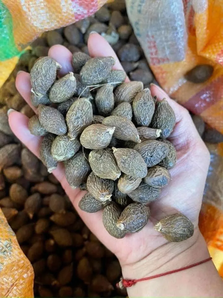 STERCULIA LICHNOPHORA MALVA орех высокого качества и полезен для здоровья