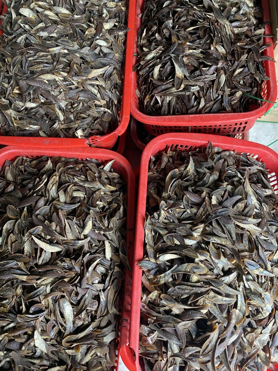 Высококачественная раковина из мурекс-оперкулума с большим количеством и лучшей ценой Вьетнама