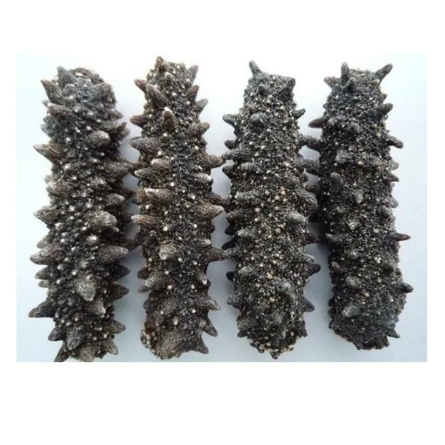 DRIED SEA CUCUMBER HIGH QUALITY WHITE TEAT FISH CHEAP PRICE ELEPHAN TRUNKFISH FROM VIETNAM