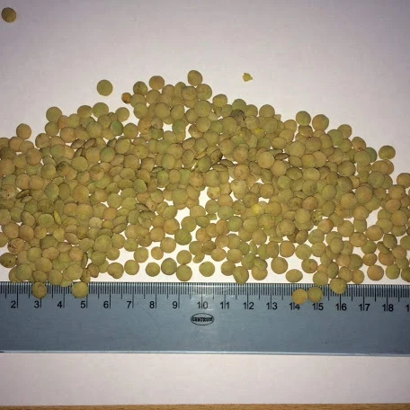 Семена зеленой чечевицы из Российской Федерации без ГМО