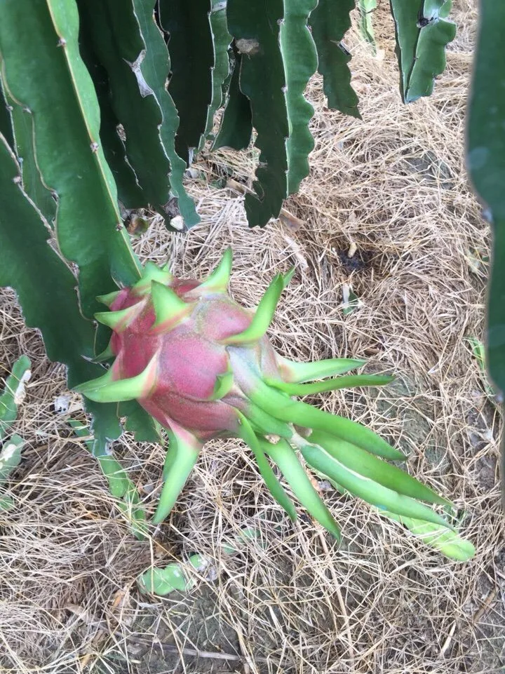 FRESH DRAGON Dragon Fruit Grade 1 Grade Red Skin Natural, Red or White (inside) Natural Sweet COMMON Cultivation 300