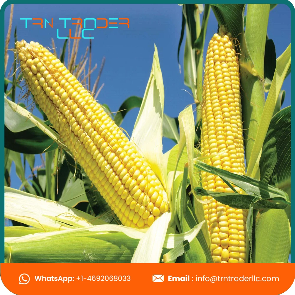 Высококачественная желтая кукуруза и белая для корма людей животных