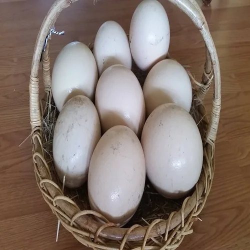 Fertile Ostrich Eggs For Sale From FRANCE