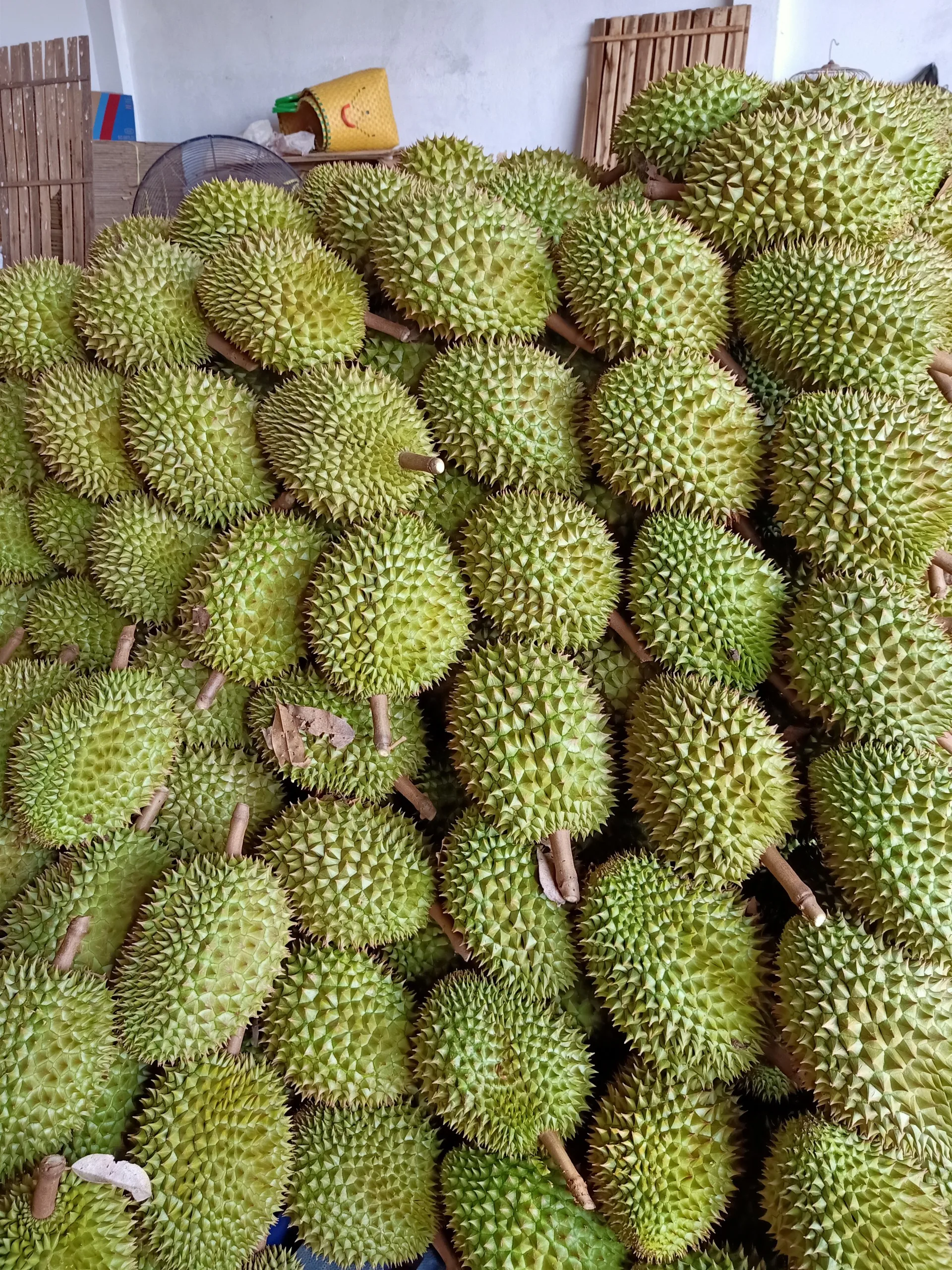 Best Price Sweet and Rich Fatty Organic VIETGAP Certification 1.8kg - 4kg Per Piece Fresh Durian Fruit