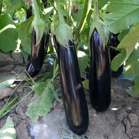 
 Лидер продаж, семена Чили SPICEY HYBRID F1 для посева  