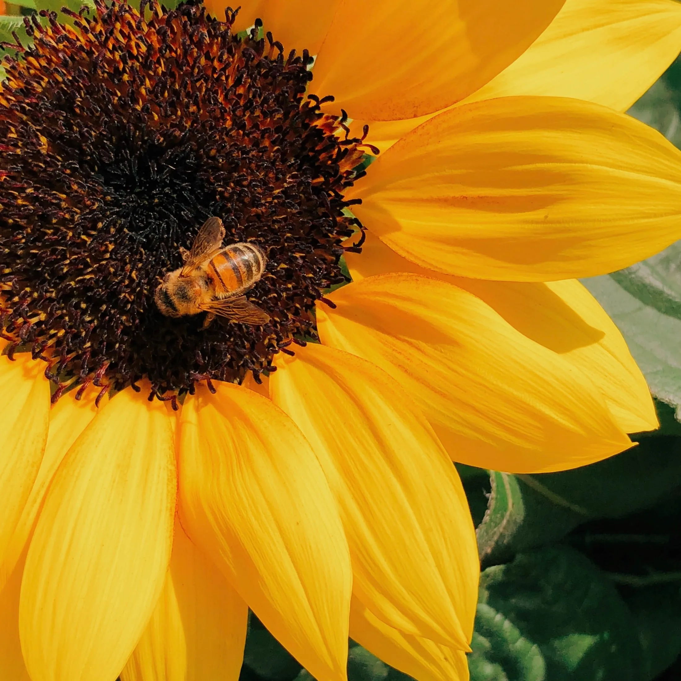 Honey Powder 300g High Quality Raw Bee Mexico Producers Natural Food Dry Fresh Replace Sugar Maya Chiapas Bag