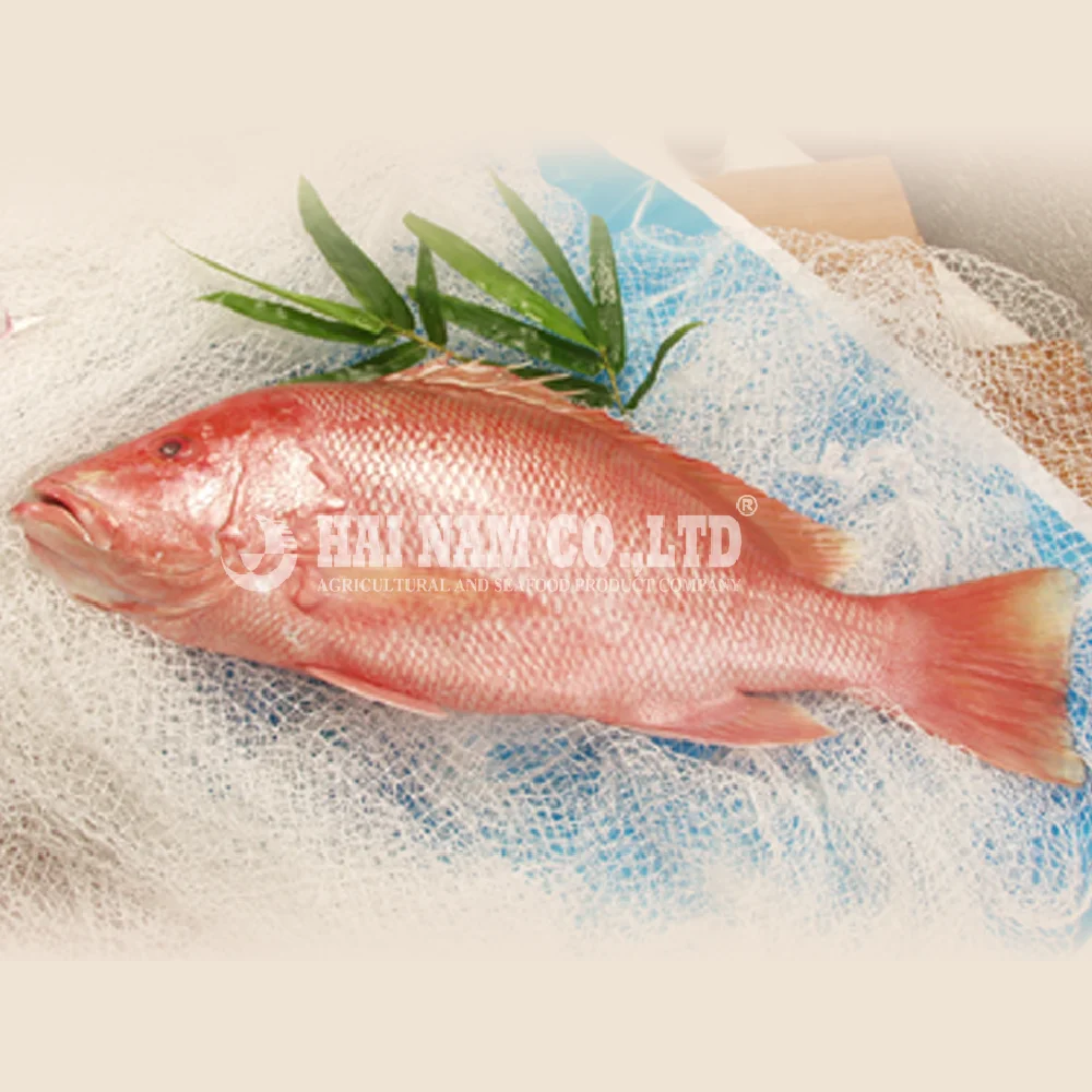 
Hot selling Nature Frozen Red Snapper Fish BODY from Vietnam manufacturer 
