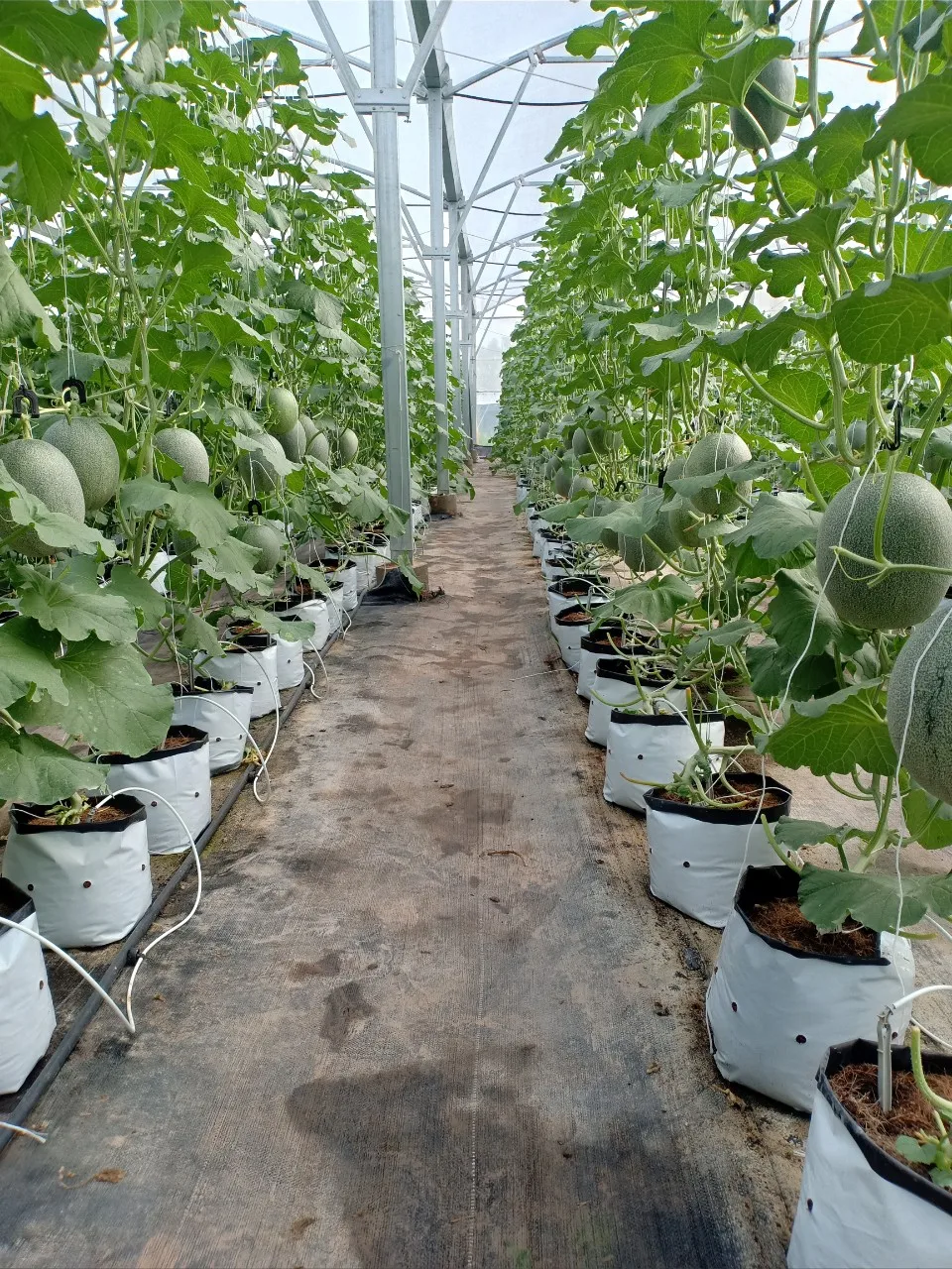 
Wholesale Fresh Cantaloupe for sale ready to export from Vietnam, melon fruit 