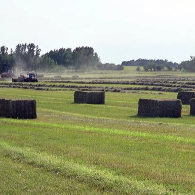 
Canada Premium Alfalfa Hay/Alfalfa Hay for animal feed 