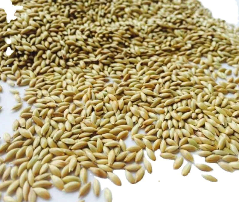 quality canary seeds