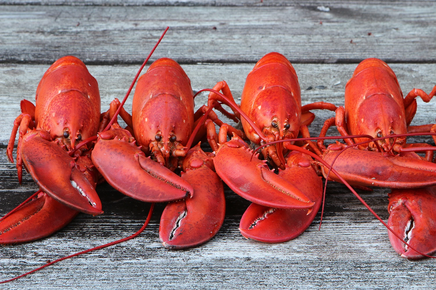 Wholesale Seafood Supplier Lobsters For Sale In Cheap Price