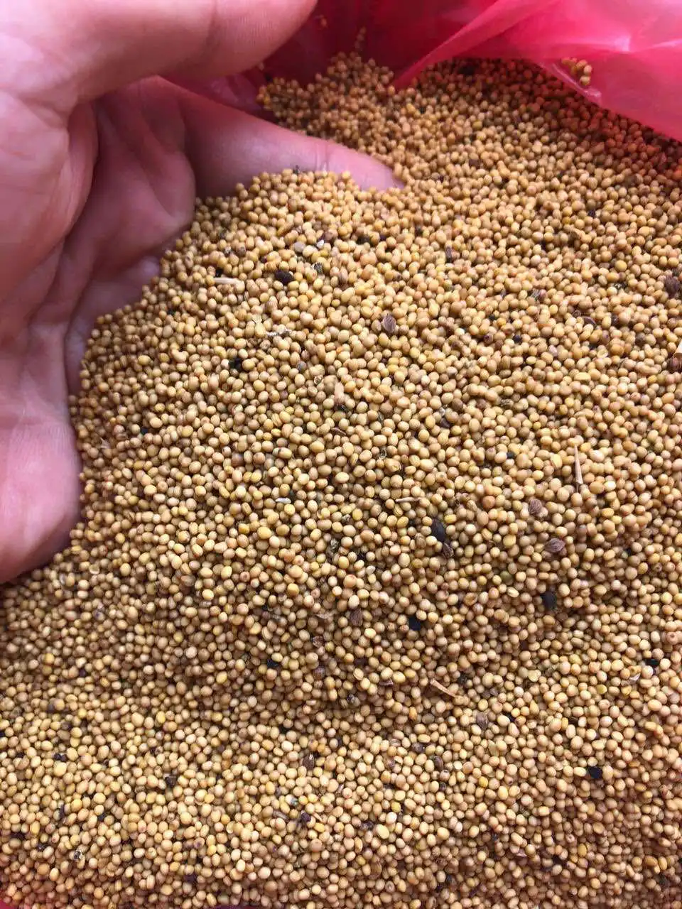 Quality natural mustard seeds in bulk, from manufacturer