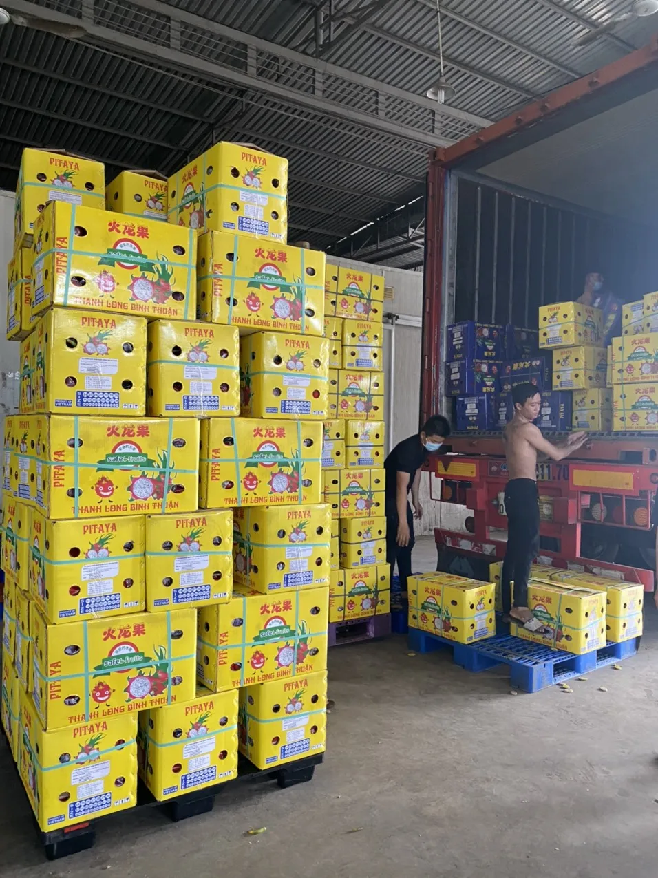 100% Organic Red/White Fresh Dragon Fruit High Quality Dragon Fruit Specially Export to China Best Dragon Fruit Vietnam