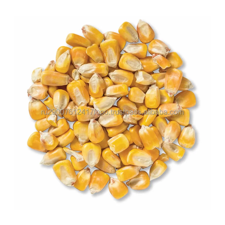 Selected feed corn an excellent food supplement for birds and animals raised for fattening, corn animal feed