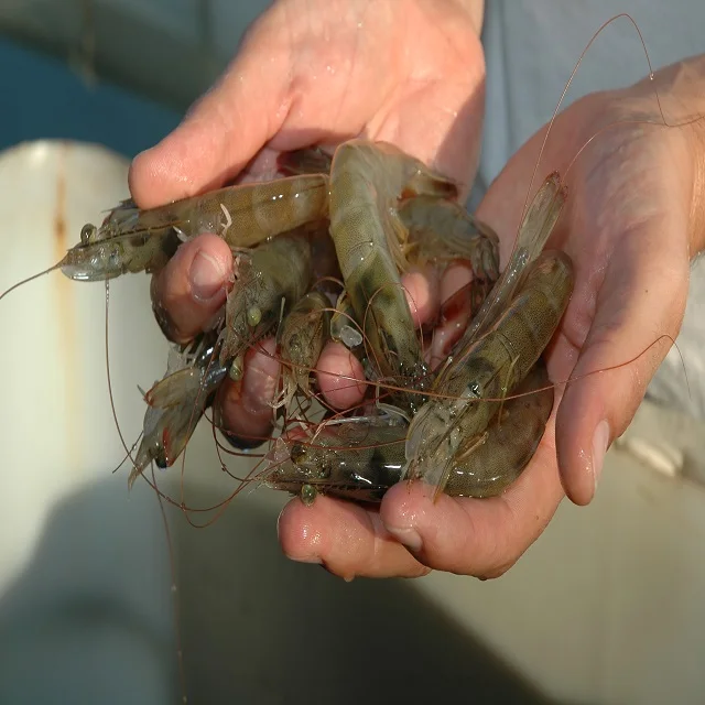  Белый корм для креветок/креветок с пресной водой/замороженный креветок vannamei