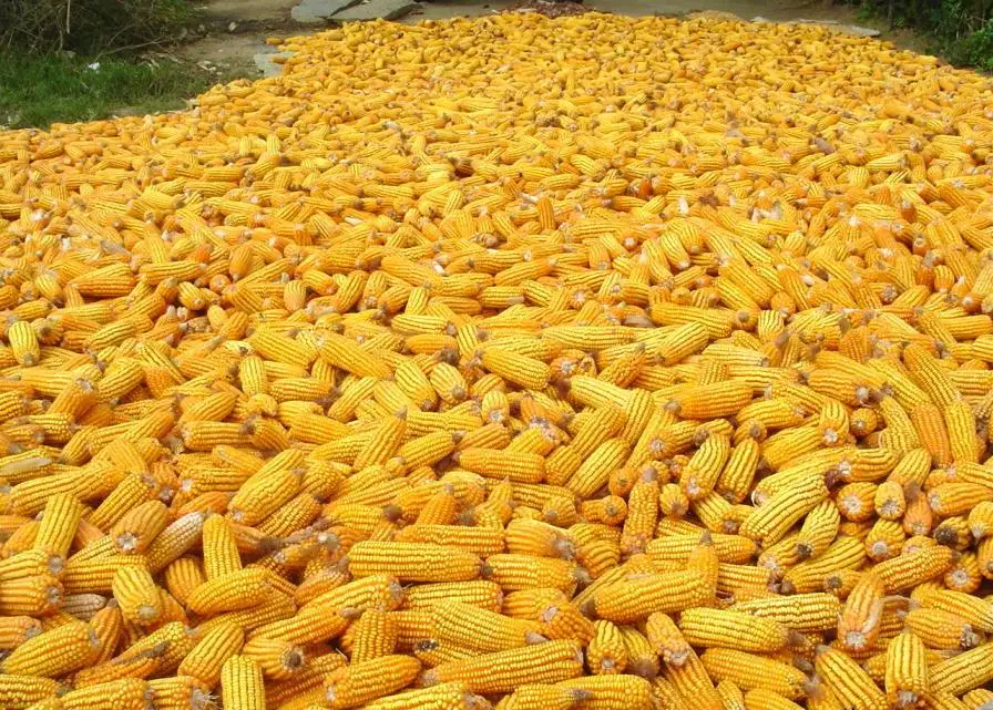 corn..jpg