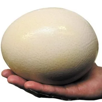 
Sales!! Healthy Ostrich Chicks and Fertile Eggs 