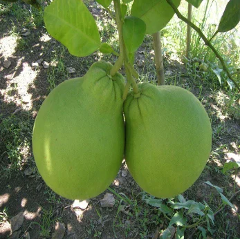 Свежий Pomelo TubTim Siam Премиум качество