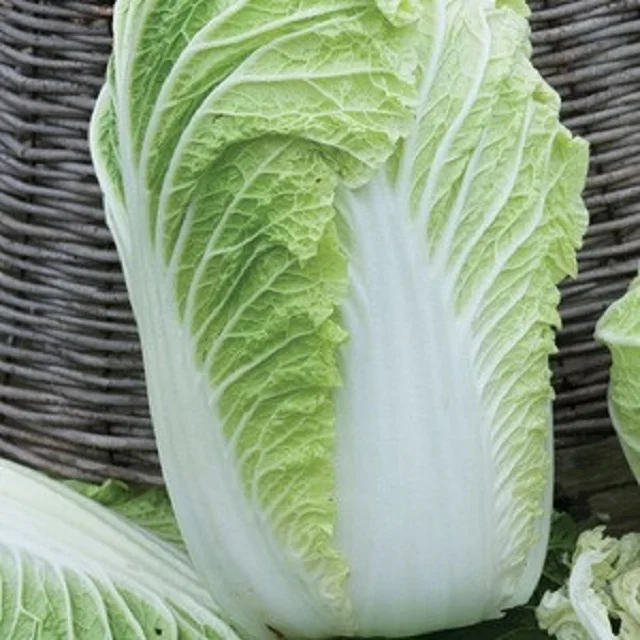 
New Harvest 2021 Fresh Celery Cabbage 