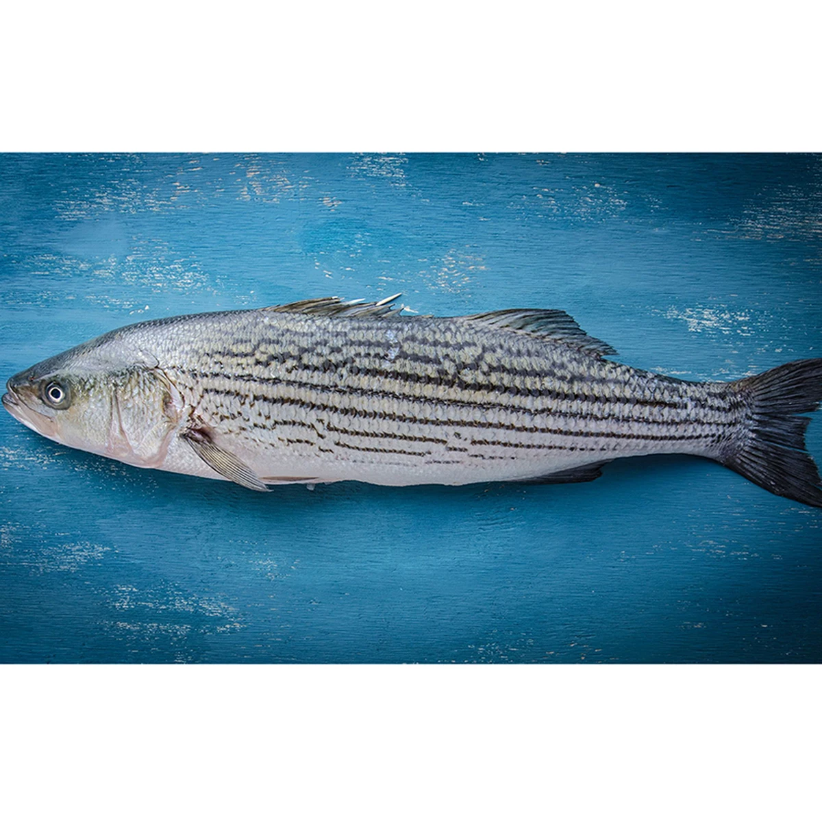  Полосатый окунь свежие морепродукты цельная рыба премиум-класса 5-6