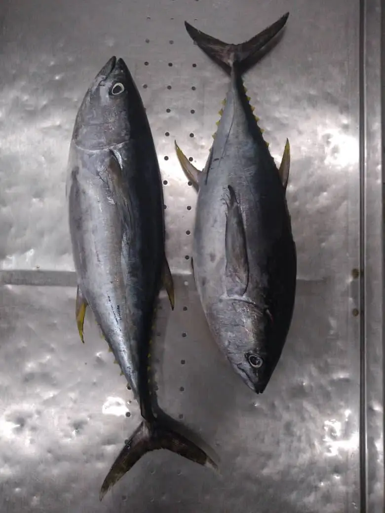 Замороженный тунец-Бонито птиц из дикой природы