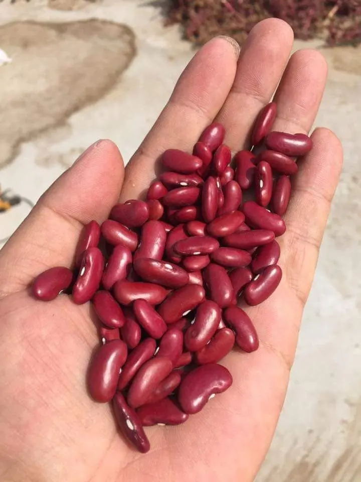  Продажа высококачественных темно-красных фасоль из Вьетнама-Sven + 84 966722357