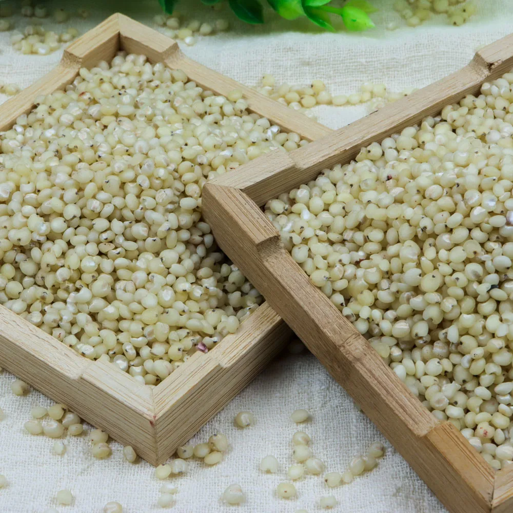 SORGHUM Sorghum Grains WHITE Red Yellow Style Color Origin Type Dried Place Model  Cultivation Process Common Certification