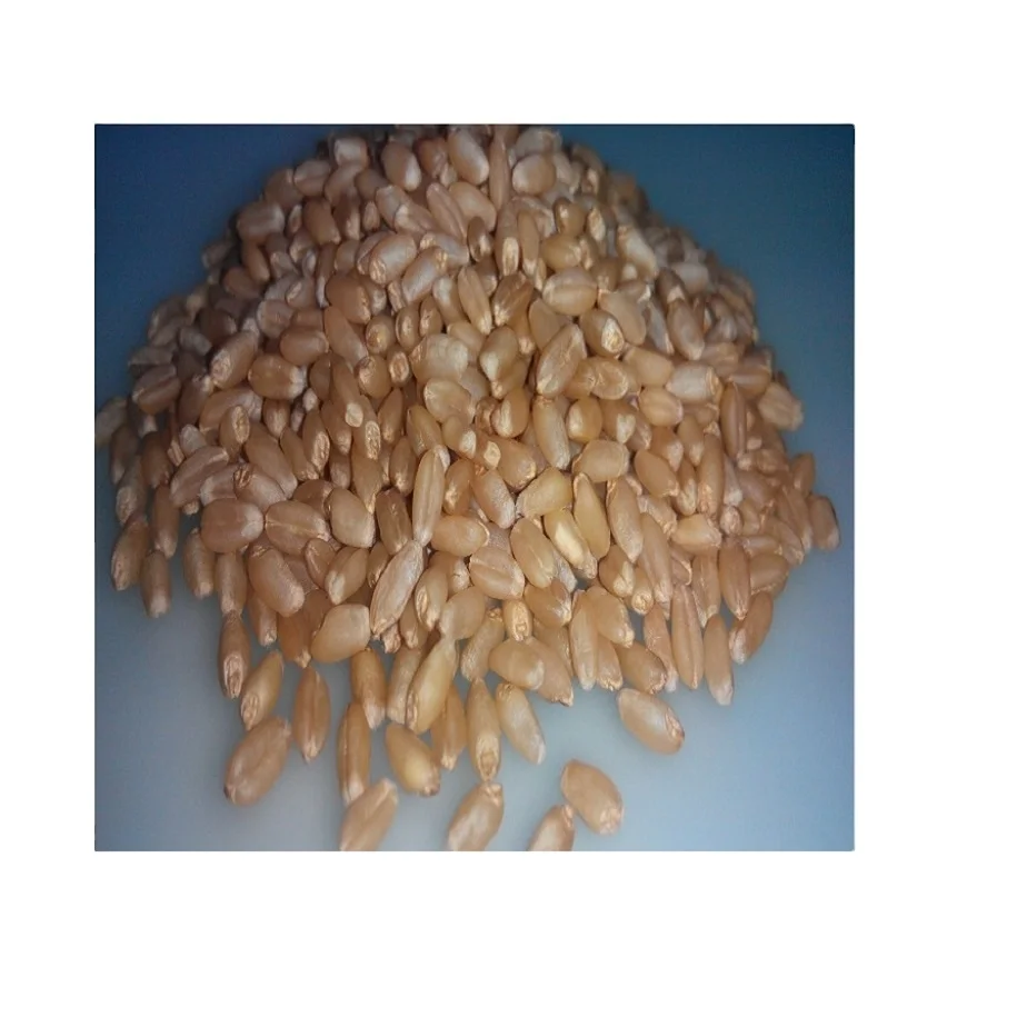 Farm Produced Organic Whole Wheat Grains at Best Market Price