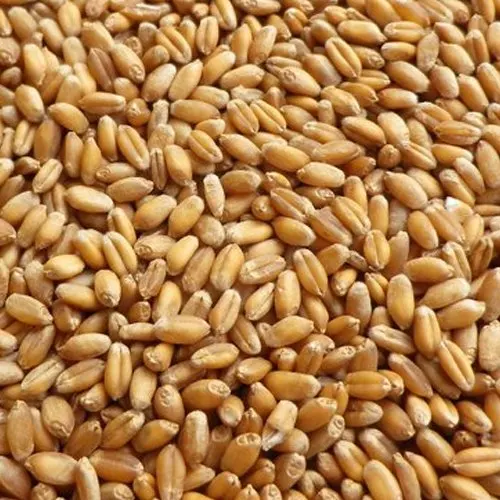 Best Price Wheat grain for sale