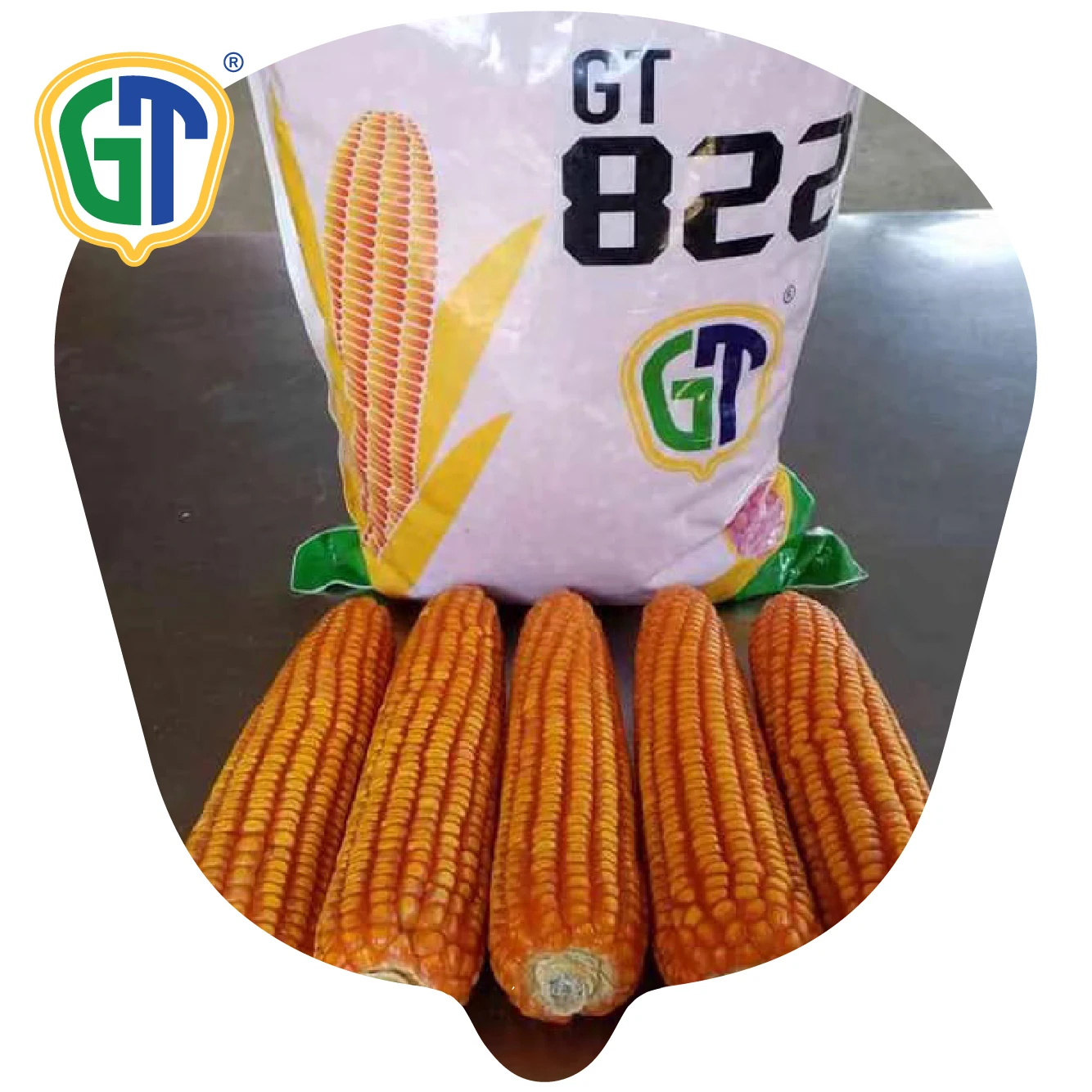 GT822 Thailand  Hybrid Corn Seeds F1 With High Quality