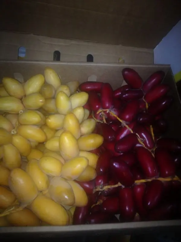 
high Quality Egyptian Fresh Barhi Dates 
