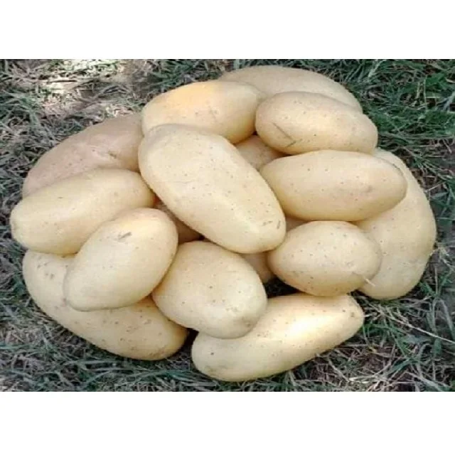 Новинка 2021, свежий урожай овощей, высокое качество, Лучшая цена, 100% органический желтый куриный картофель