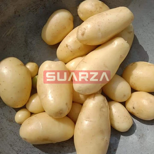 Fresh Potato New Crop Wholesale Price white mozika long shape potato supplier from Pakistan at low prices