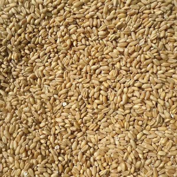Зерно пшеницы для продажи