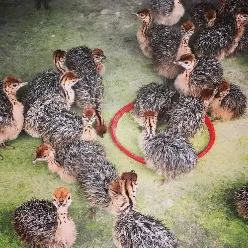 Fertilized Ostrich Eggs Ostrich Chicks and mature ostrich for sales