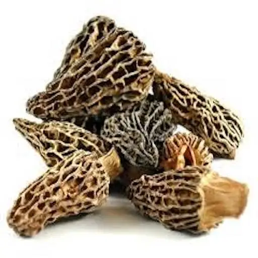 Morel & Morchella Mushroom With Best Price