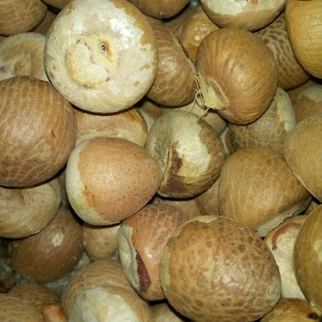 70/75 Origin Wholesale Standard Betel Nuts