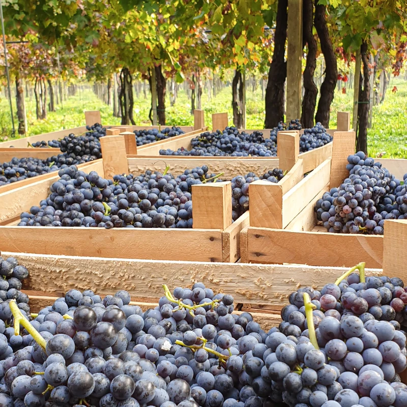 Лидер продаж оптовая продажа итальянское сухое красное винтажное вино лучшего качества-rabeo del Piave 2011 - D.O.C. -Бутылка 750 мл