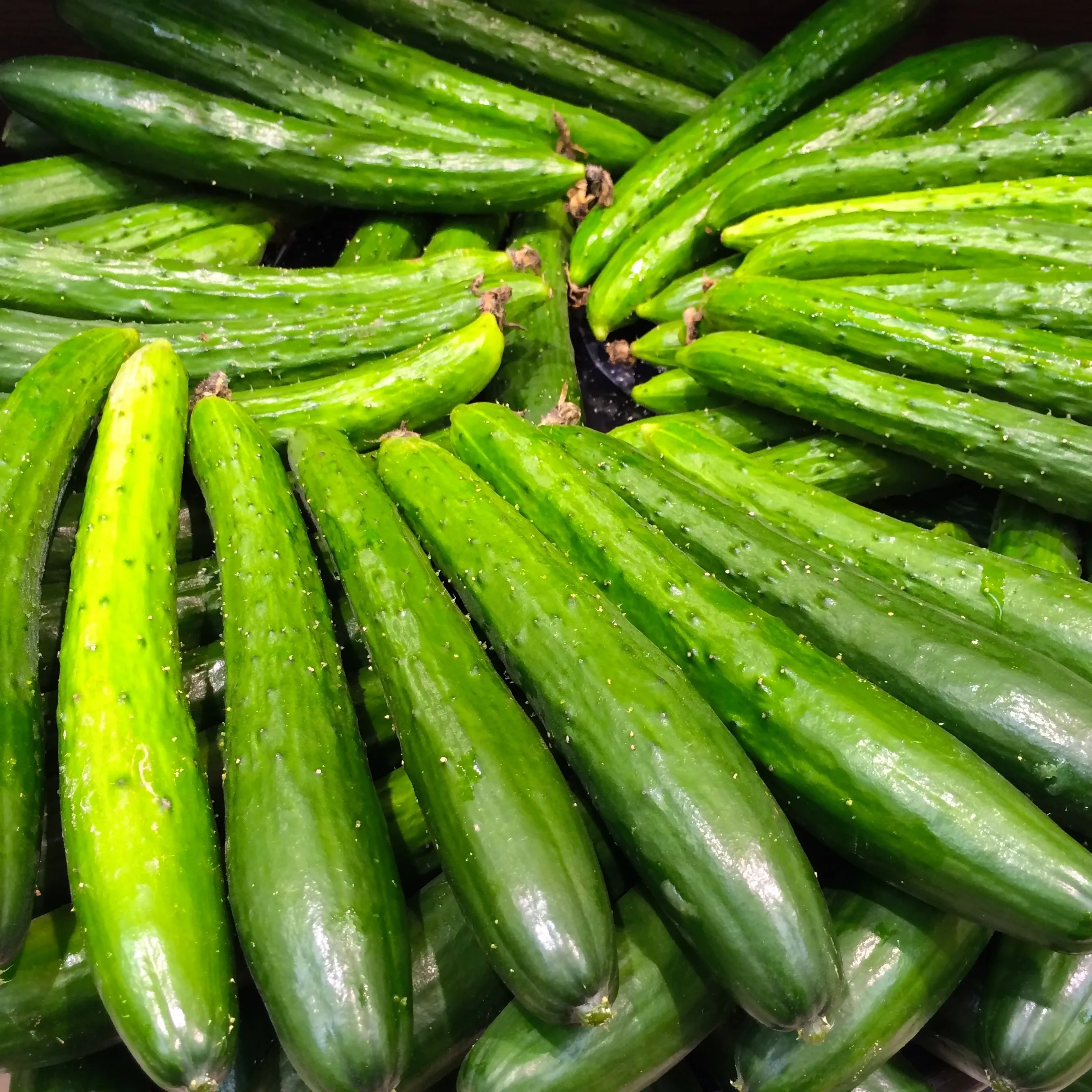  Wholesale Fresh Cucumber/ vegetable cucumber