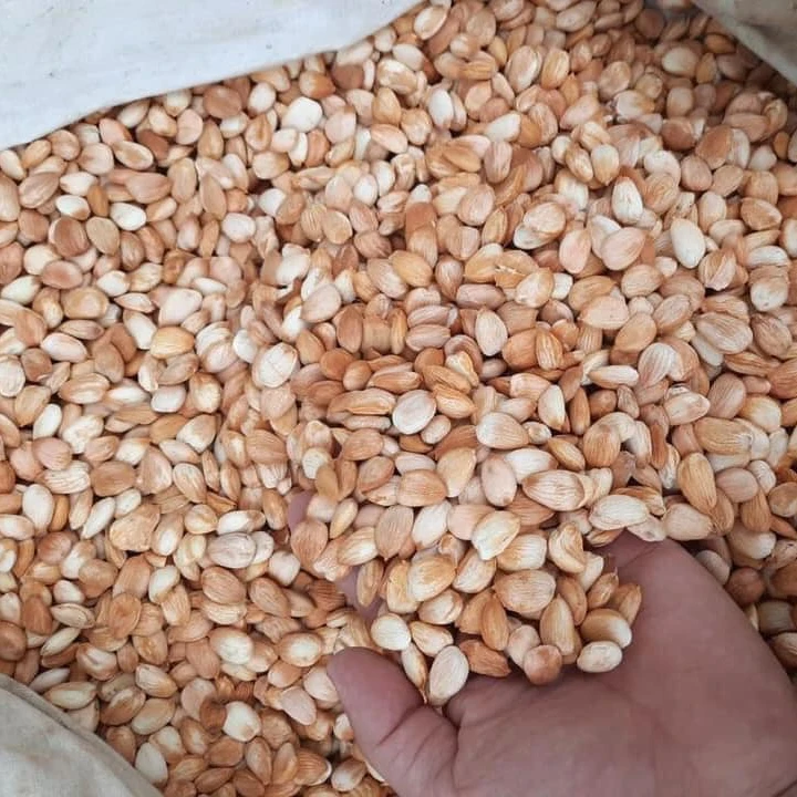 Ядра абрикоса органическое сырье