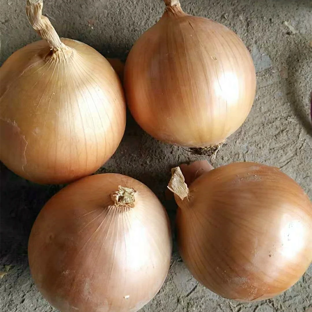 Fresh Onions Egyptian Premium Grade Fresh Big Golden Yellow Onions With Cheap price