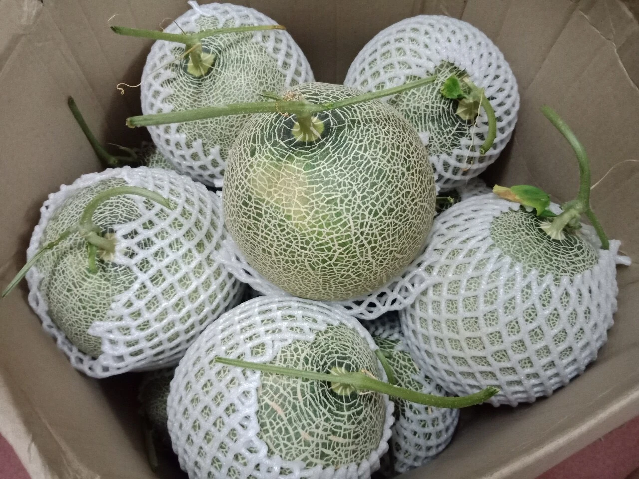 
Premium Cantaloupe King Melon Taken Care By Japanese Standard Procedure 